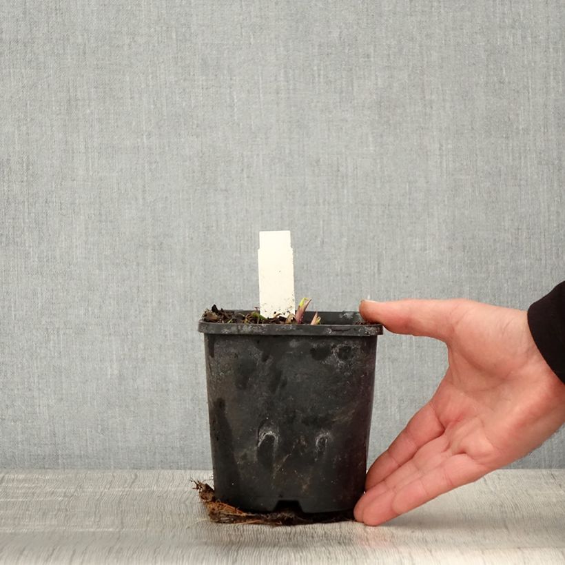 Amostra de Hosta Saint Elmo's Fire Vaso de 1,5 L/2 L tal como entregue na primavera