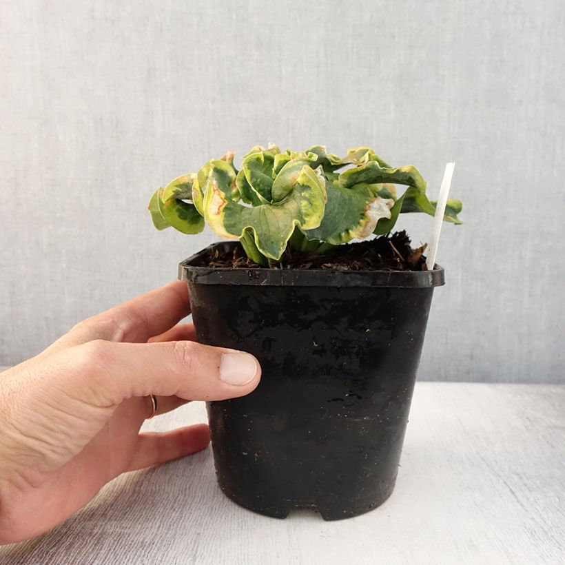 Amostra de Hosta School Mouse Vaso de 1,5 L/2 L tal como entregue no verão