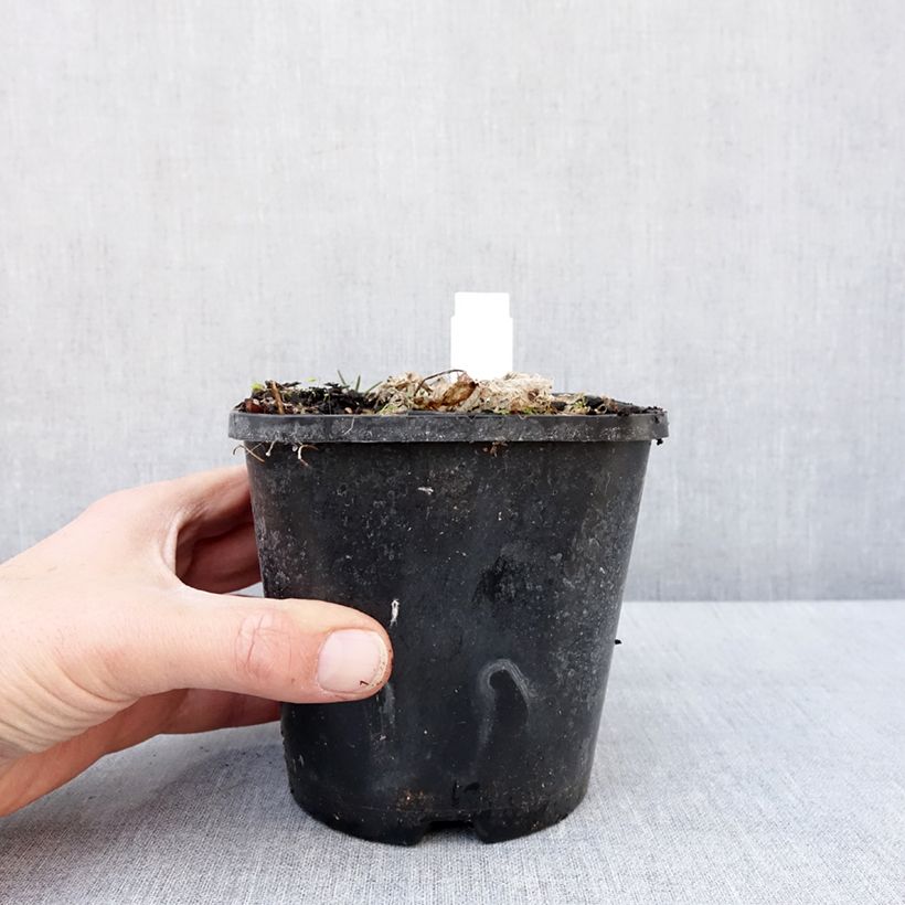 Amostra de Hosta School Mouse Pot de 1,5L/2L tal como entregue no inverno