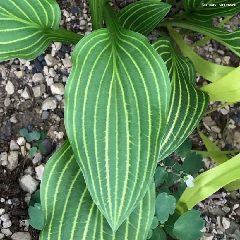 Hosta Siberian Tiger - Funkia (Folhagem)