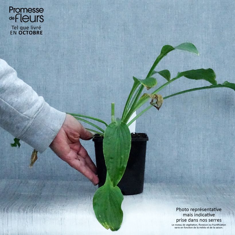 Amostra de Hosta Siberian Tiger - Funkia Vaso de 1,5 L/2 L tal como entregue no outono