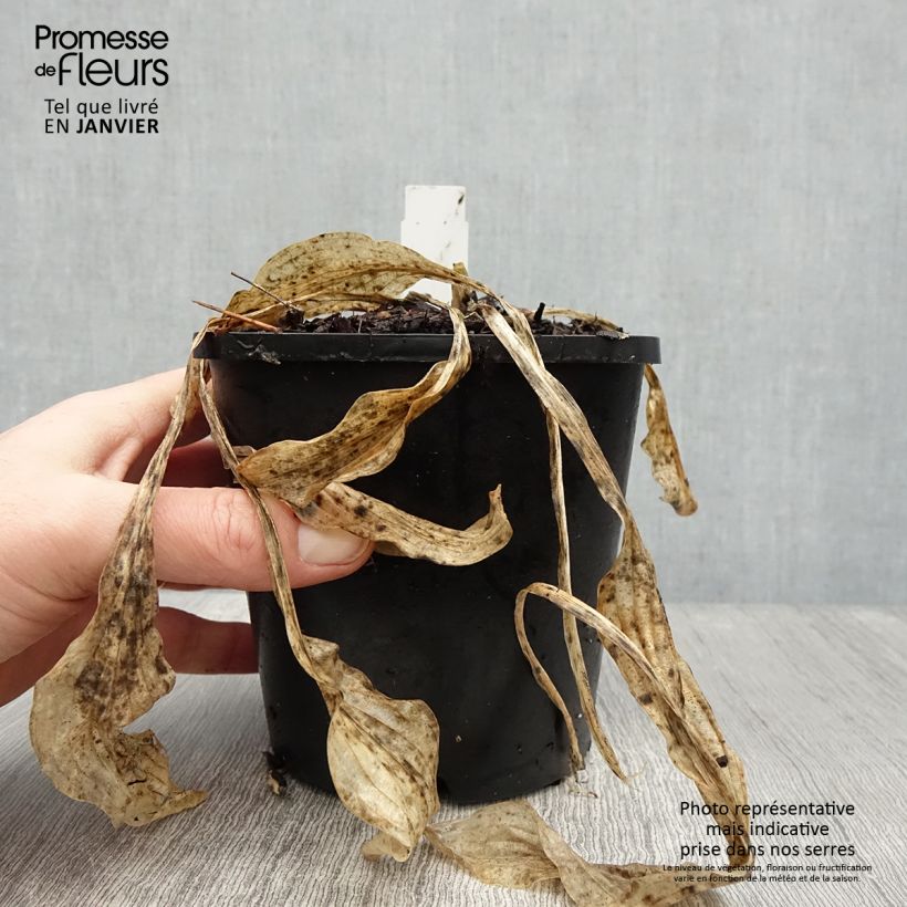 Amostra de Hosta Siberian Tiger Pot de 1,5L/2L tal como entregue no inverno