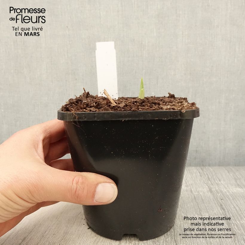 Amostra de Hosta Siberian Tiger - Funkia Vaso de 1,5 L/2 L tal como entregue na primavera