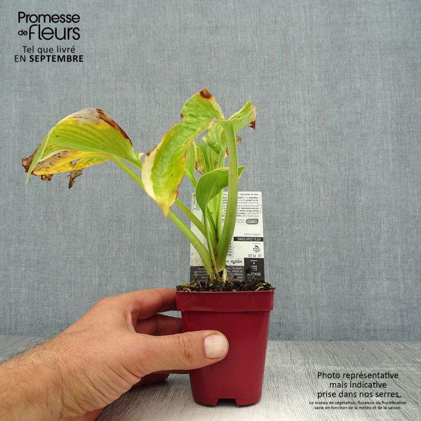 Amostra de Hosta sieboldiana Frances Williams Vaso de 8/9 cm tal como entregue no verão