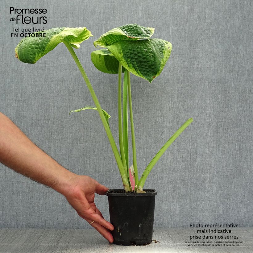 Amostra de Hosta sieboldiana Frances Williams Vaso de 2 L/3 L tal como entregue no outono