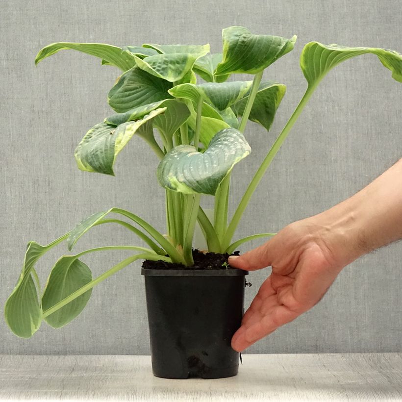 Amostra de Hosta sieboldiana Frances Williams Vaso de 2 L/3 L tal como entregue no verão
