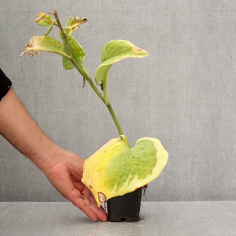 Amostra de Hosta sieboldiana Frances Williams Vaso de 8/9 cm tal como entregue no outono