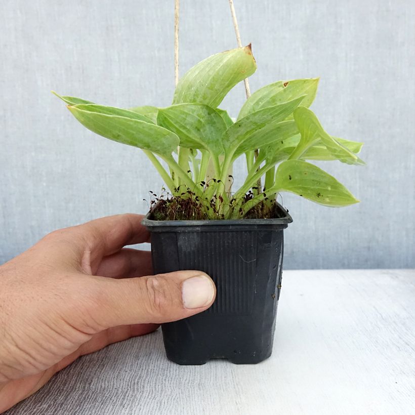 Amostra de Hosta sieboldiana Vaso de 8/9 cm tal como entregue no verão