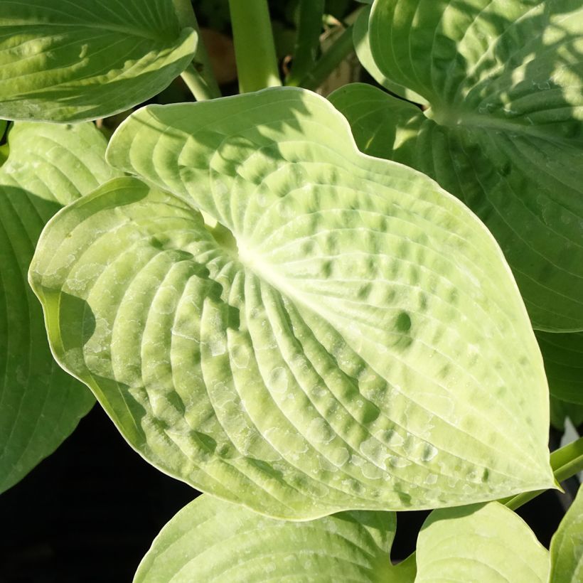 Hosta sieboldiana (Folhagem)