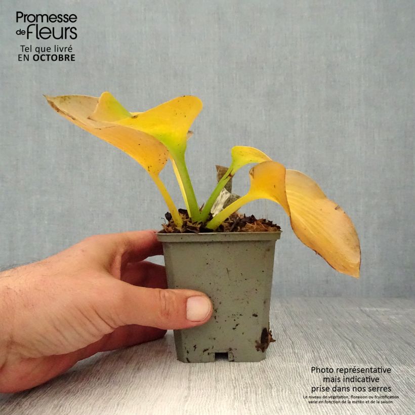 Amostra de Hosta sieboldiana var. elegans Vaso de 8/9 cm tal como entregue no outono