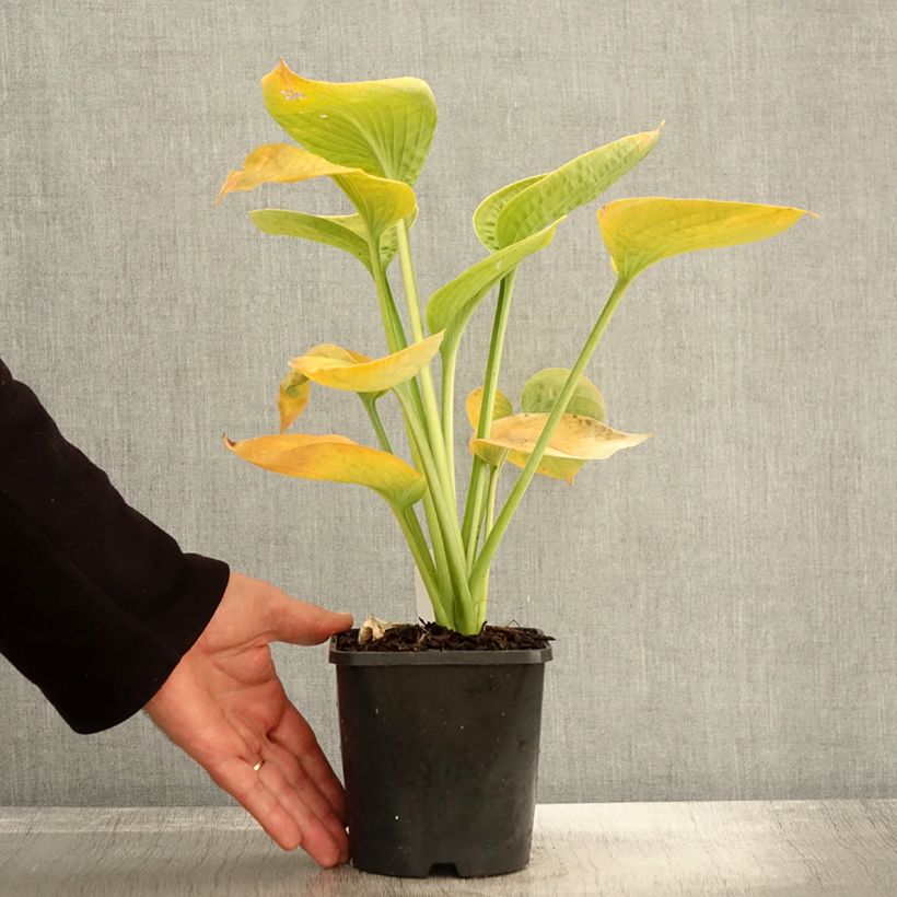 Amostra de Hosta sieboldiana var. elegans Vaso de 1,5 L/2 L tal como entregue no outono