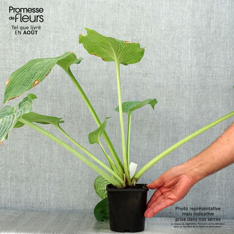 Amostra de Hosta sieboldiana var. elegans Vaso de 1,5 L/2 L tal como entregue no verão