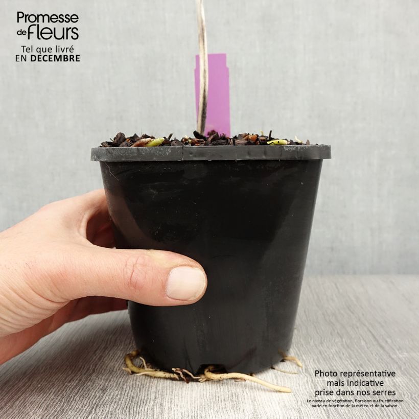 Amostra de Hosta sieboldiana var. elegans Vaso de 1,5 L/2 L tal como entregue no inverno