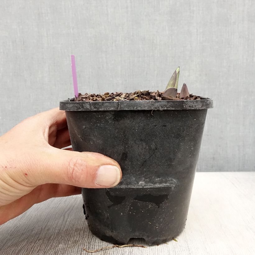 Amostra de Hosta sieboldiana var. elegans Vaso de 1,5 L/2 L tal como entregue na primavera