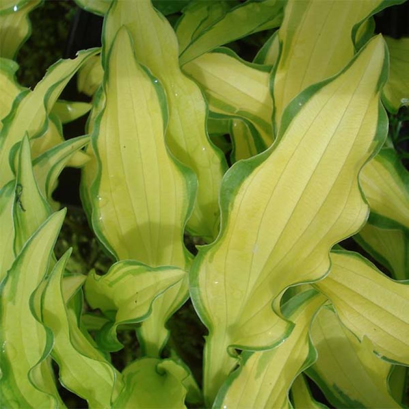 Hosta sieboldii Kabitan (Folhagem)