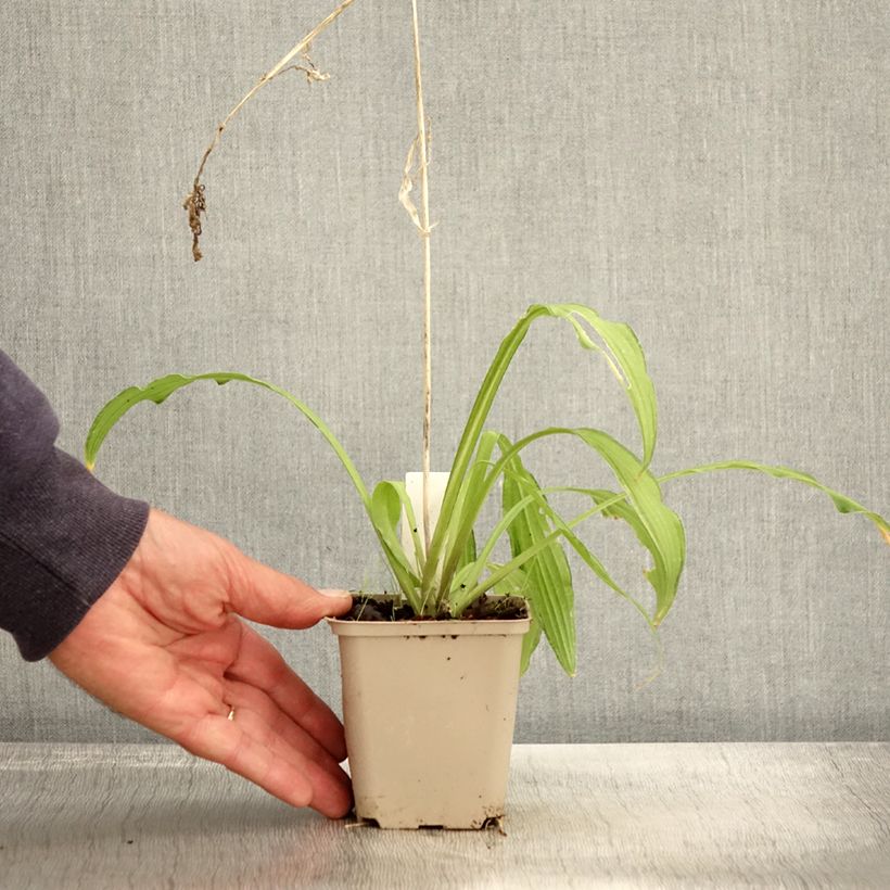 Amostra de Hosta sieboldii Kabitan Vaso de 8/9 cm tal como entregue no outono