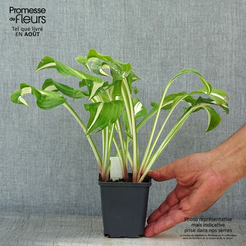 Amostra de Hosta sieboldii Kabitan Vaso de 8/9 cm tal como entregue no verão