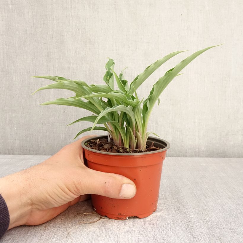 Amostra de Hosta Silly String Vaso de 12 cm/13 cm tal como entregue na primavera