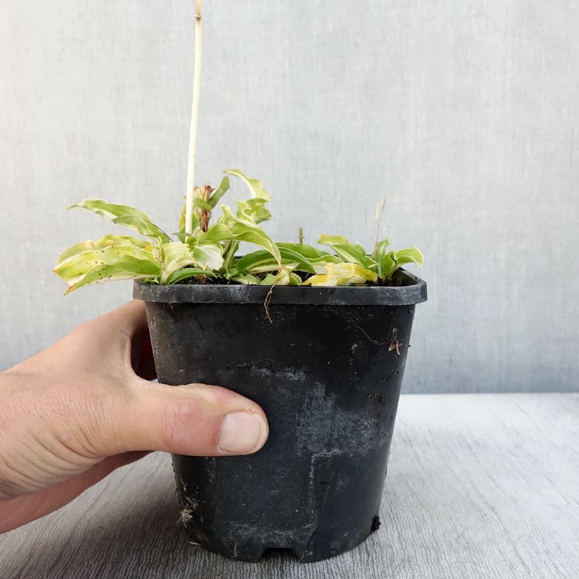 Amostra de Hosta Sizzle - Funkia Vaso de 1,5 L/2 L tal como entregue no outono