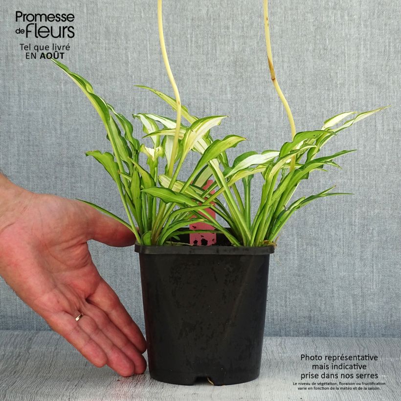 Amostra de Hosta Sizzle - Funkia Vaso de 1,5 L/2 L tal como entregue no verão