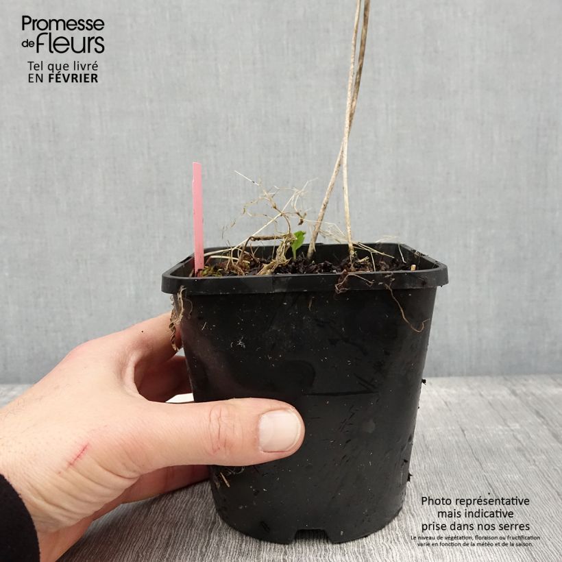 Amostra de Hosta Sizzle Pot de 1,5L/2L tal como entregue no inverno