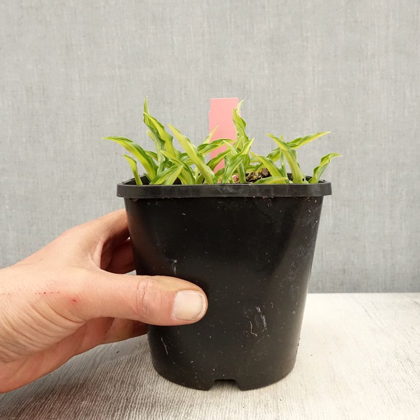 Amostra de Hosta Sizzle Vaso de 1,5 L/2 L tal como entregue na primavera