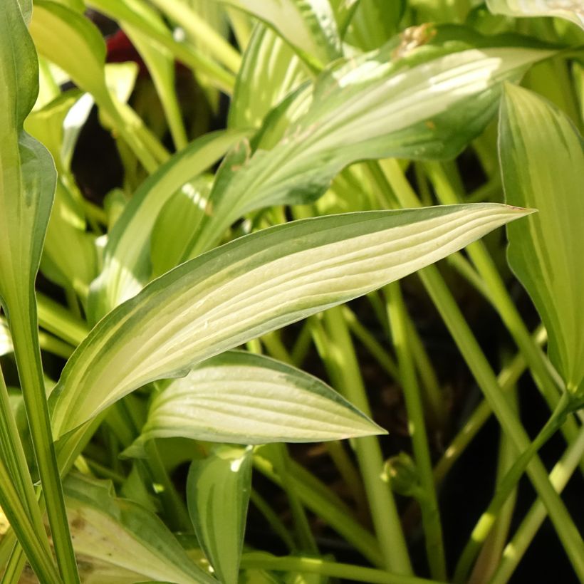 Hosta Sizzle - Funkia (Folhagem)