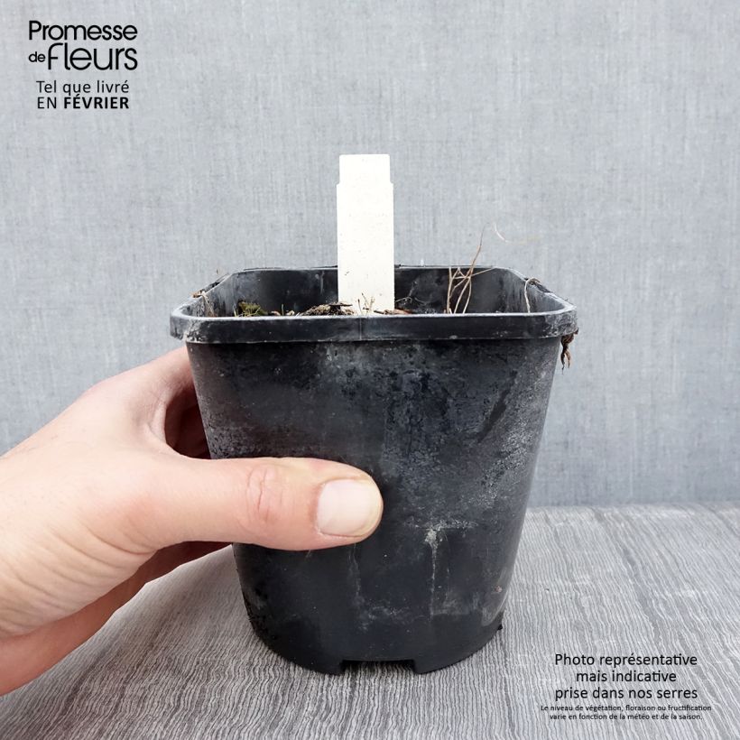 Amostra de Hosta Smiling Mouse Pot de 1,5L/2L tal como entregue no inverno