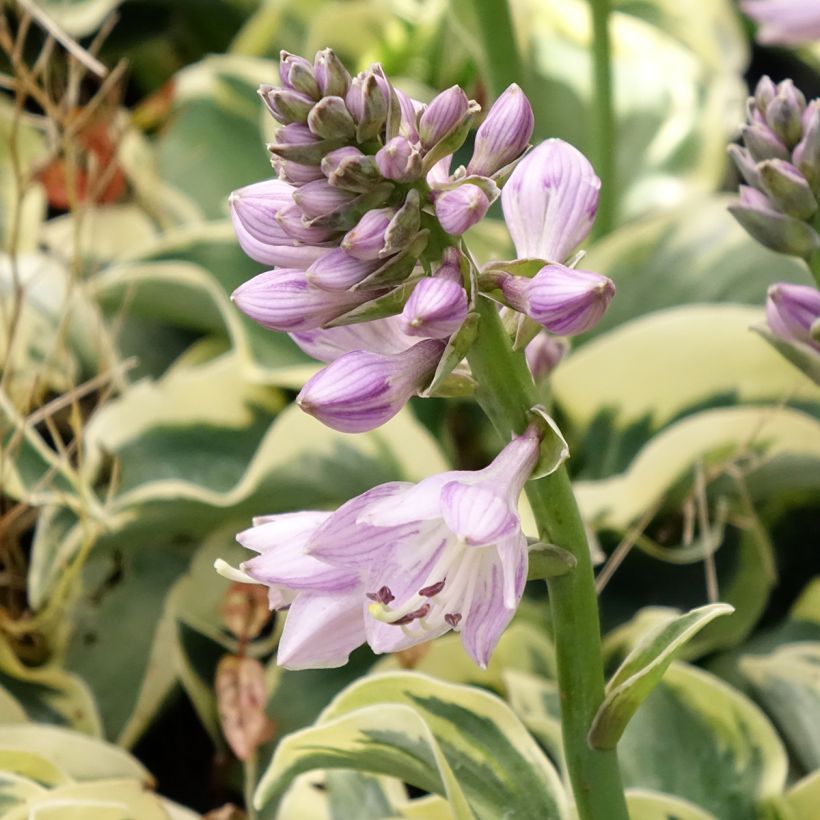 Hosta Smiling Mouse (Floração)