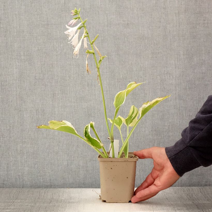 Amostra de Hosta So Sweet Vaso de 8/9 cm tal como entregue no verão