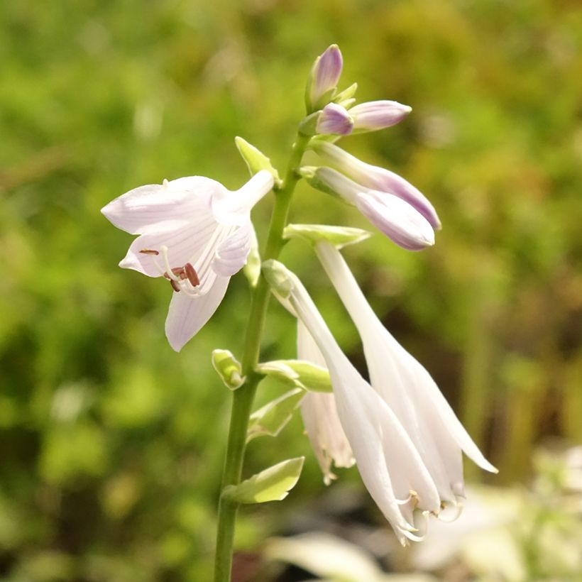 Hosta So Sweet (Floração)