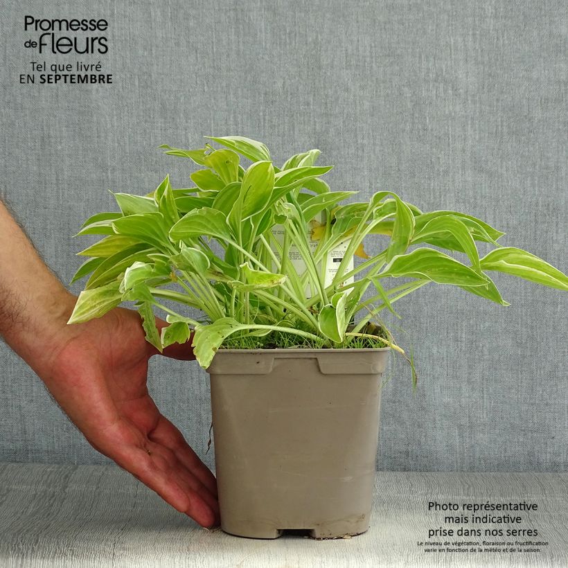 Amostra de Hosta So Sweet Vaso de 2 L/3 L tal como entregue no verão
