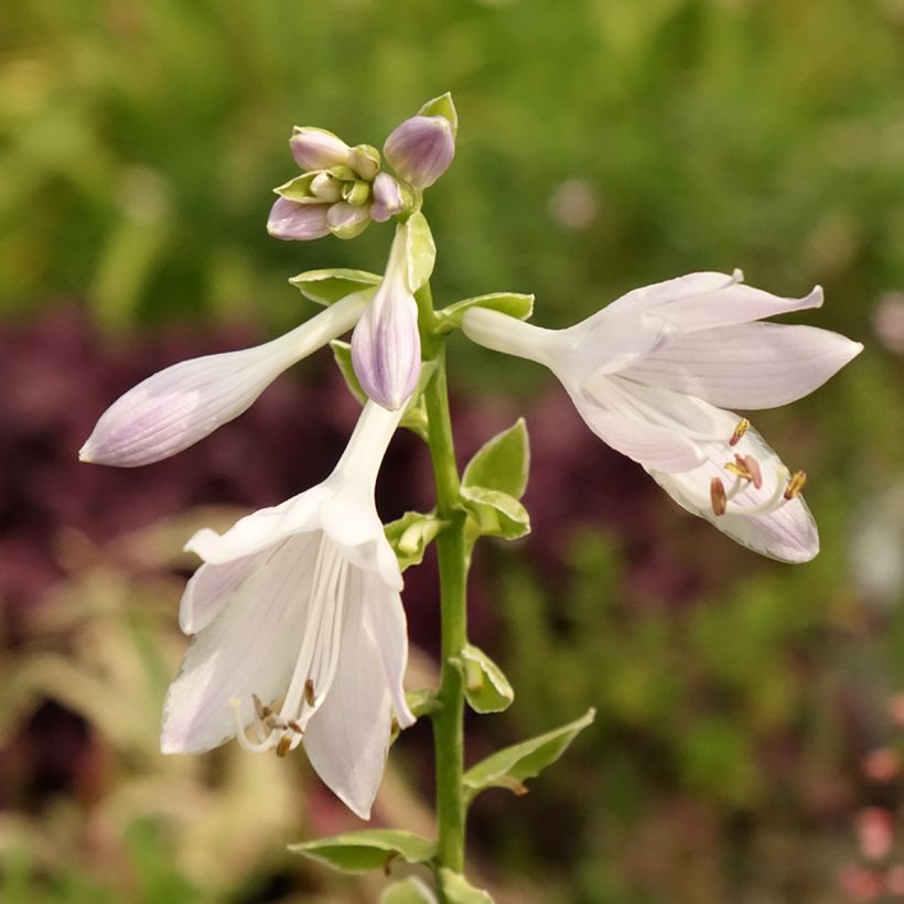 Hosta So Sweet (Folhagem)