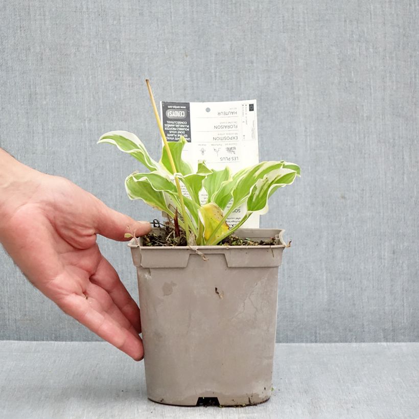 Amostra de Hosta So Sweet Vaso de 2 L/3 L tal como entregue no outono