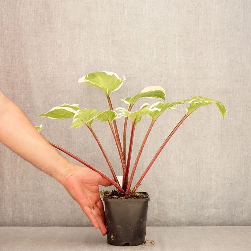 Amostra de Hosta Sorbet Vaso de 1,5 L/2 L tal como entregue no verão