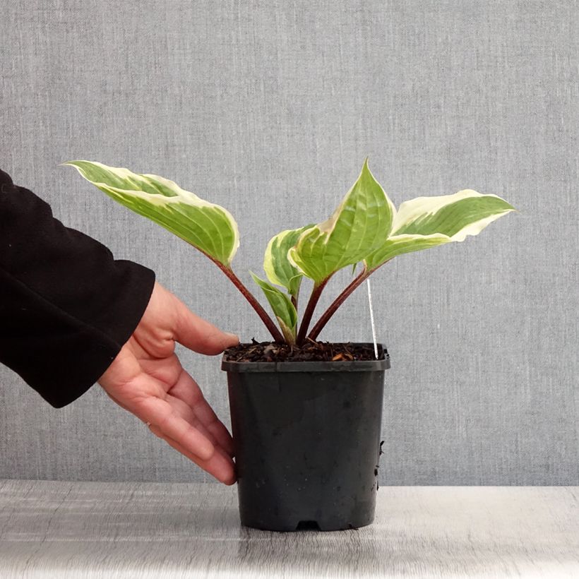 Amostra de Hosta Sorbet Vaso de 1,5 L/2 L tal como entregue na primavera