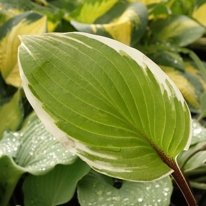 Hosta Sorbet (Folhagem)