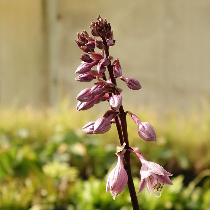 Hosta Sorbet (Floração)