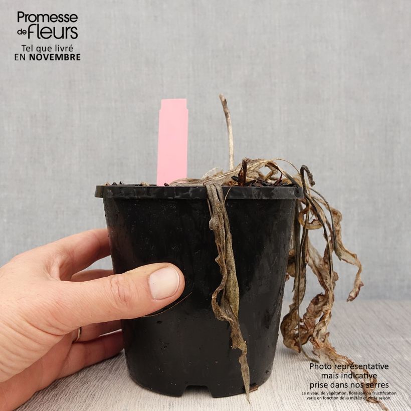 Amostra de Hosta Spartacus Vaso de 1,5 L/2 L tal como entregue no outono
