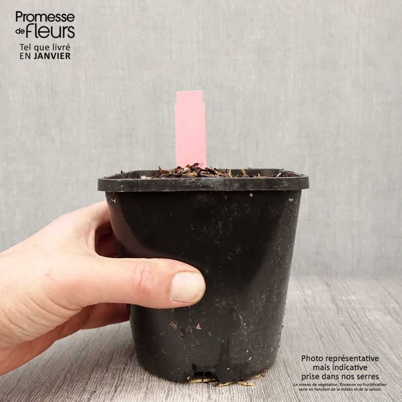 Amostra de Hosta Spartacus Pot de 1,5L/2L tal como entregue no inverno