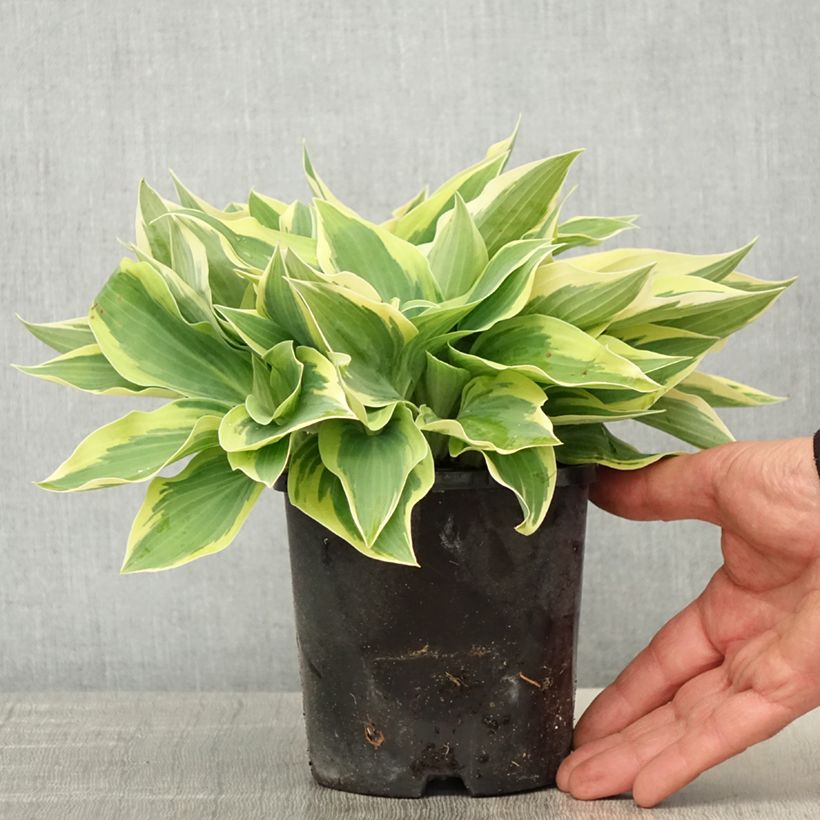 Amostra de Hosta Spartacus Vaso de 1,5 L/2 L tal como entregue na primavera