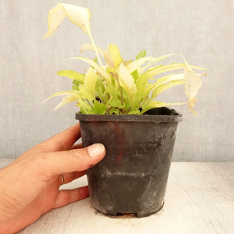 Amostra de Hosta Spritzer Vaso de 1,5 L/2 L tal como entregue no verão