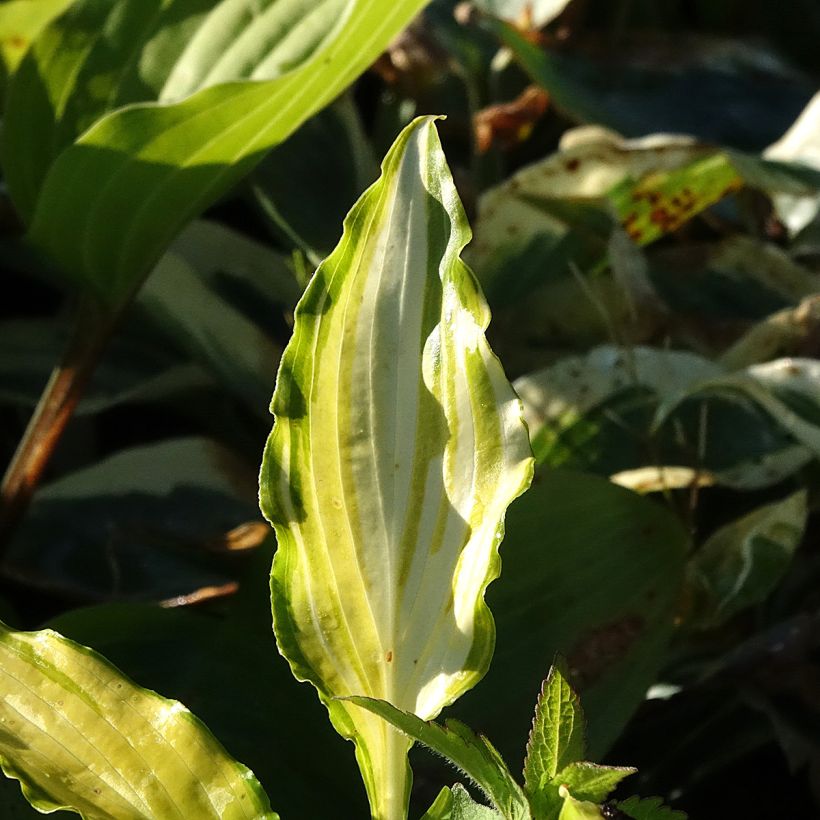 Hosta Spritzer (Folhagem)