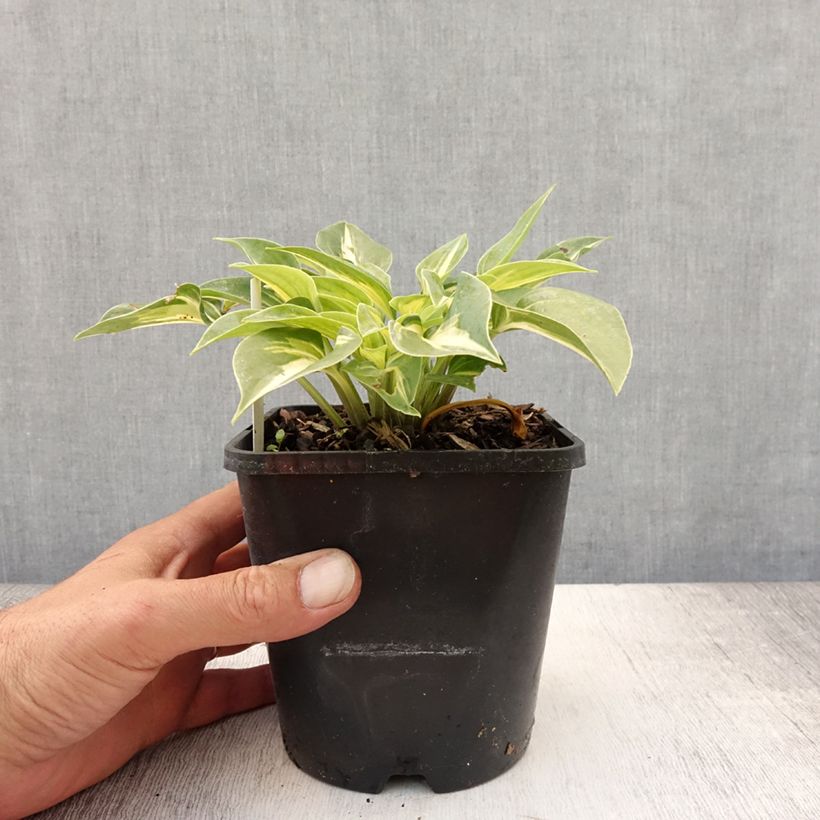 Amostra de Hosta Stand by Me Vaso de 1,5 L/2 L tal como entregue no verão