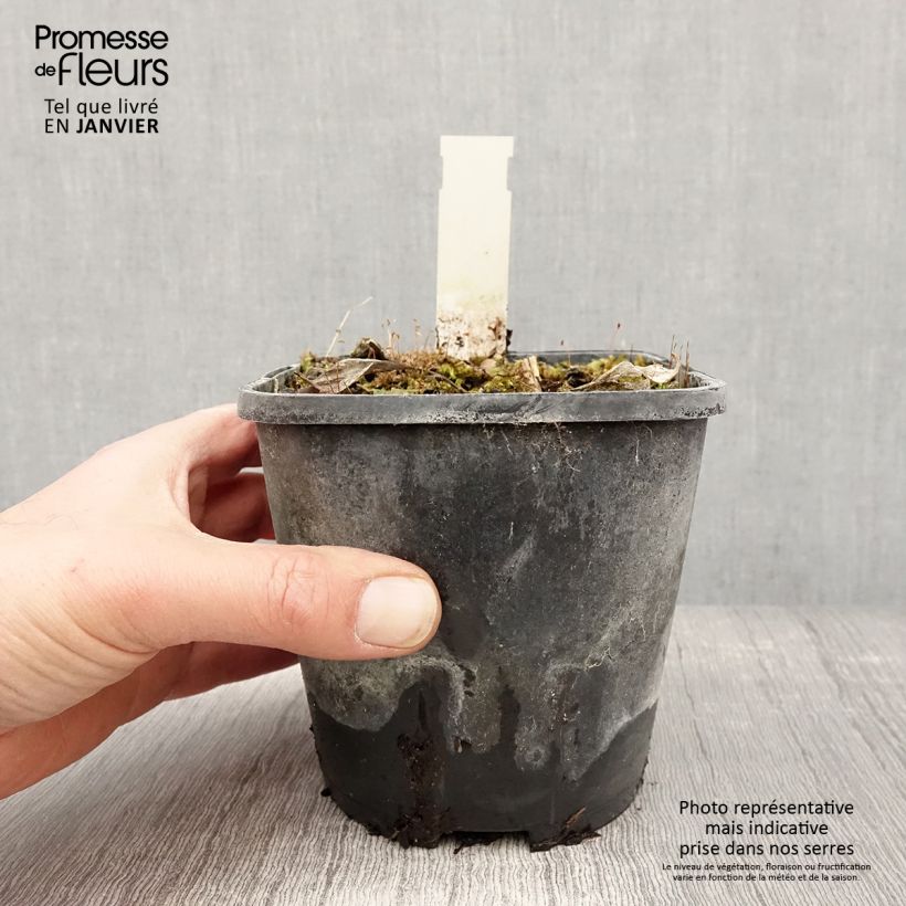 Amostra de Hosta Stand by Me Pot de 1,5L/2L tal como entregue no inverno