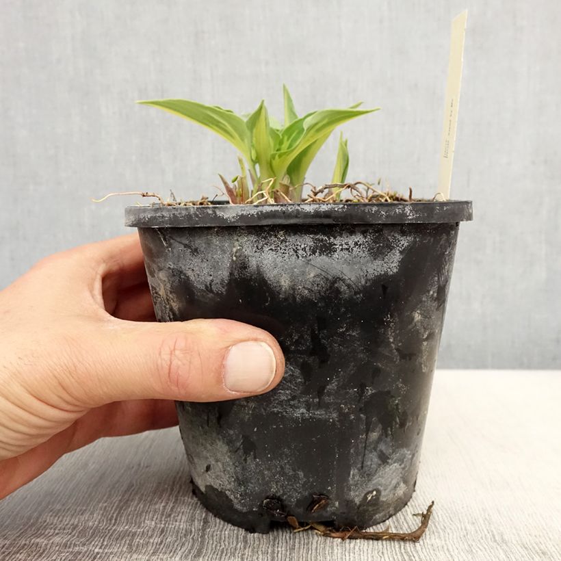 Amostra de Hosta Stand by Me Vaso de 1,5 L/2 L tal como entregue na primavera
