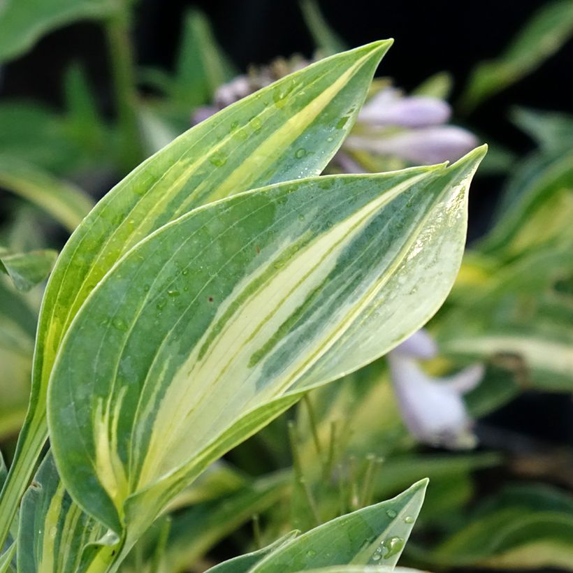 Hosta Stand by Me (Folhagem)