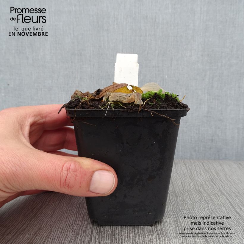 Amostra de Hosta Striptease Vaso de 8/9 cm tal como entregue no outono