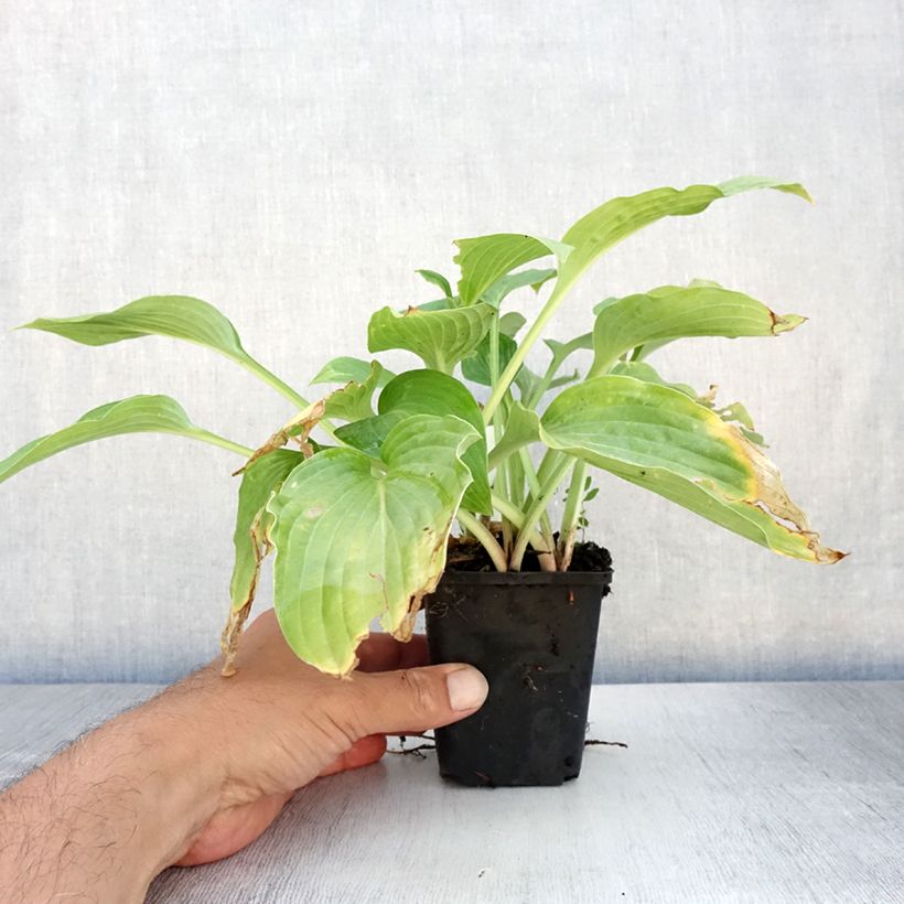 Amostra de Hosta Striptease Vaso de 8/9 cm tal como entregue no verão