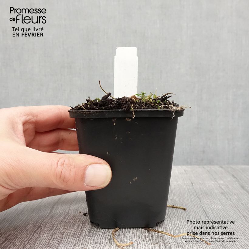 Amostra de Hosta Striptease Vaso de 8/9 cm tal como entregue no inverno